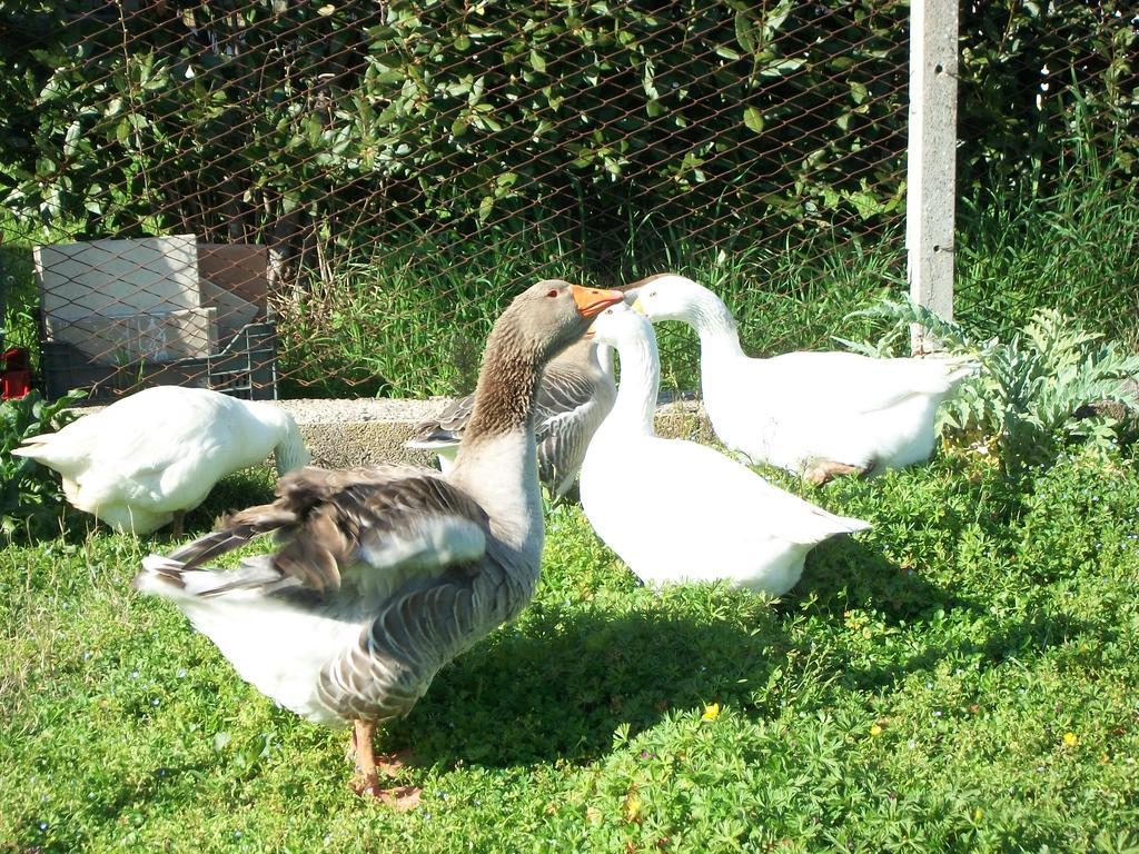 Farm stay Agriturismo Primerio